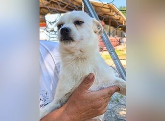 Birbo - egal wie klein, ein Hund bleibt ein Hund