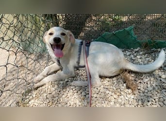 Penny - Kleine Pfoten auf der Suche nach dem ganz großen Glück