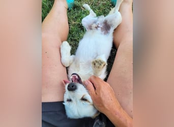 Birbo - egal wie klein, ein Hund bleibt ein Hund