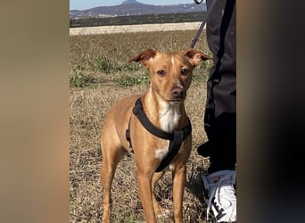 Tokio - Unbeschwertes Hundemädchen sucht ihren Prinzessinnenplatz