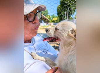 Birbo - egal wie klein, ein Hund bleibt ein Hund