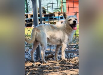 Birbo - egal wie klein, ein Hund bleibt ein Hund