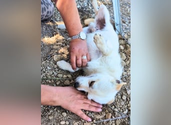 Birbo - egal wie klein, ein Hund bleibt ein Hund
