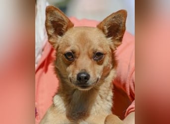 Desire - (Pflegestelle oder Zuhause dringend gesucht) Möchtegern-Fuchs will nach Hause