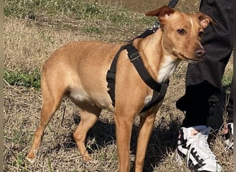 Tokio - Unbeschwertes Hundemädchen sucht ihren Prinzessinnenplatz