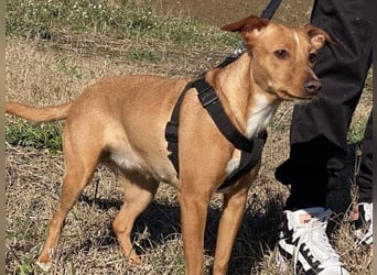 Tokio - Unbeschwertes Hundemädchen sucht ihren Prinzessinnenplatz