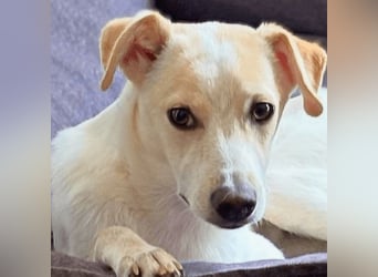 Penny - Kleine Pfoten auf der Suche nach dem ganz großen Glück