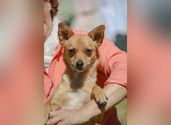 Desire - (Pflegestelle oder Zuhause dringend gesucht) Möchtegern-Fuchs will nach Hause