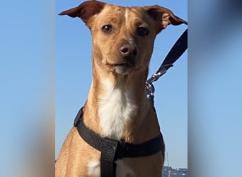 Tokio - Unbeschwertes Hundemädchen sucht ihren Prinzessinnenplatz