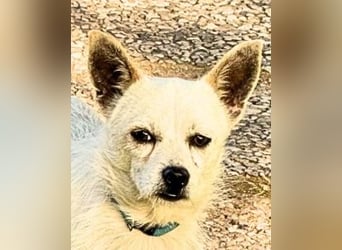 Birbo - egal wie klein, ein Hund bleibt ein Hund