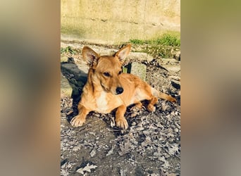 Soraia - unsere kleine Durchhalte-Heldin