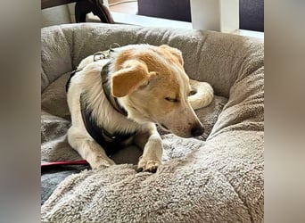 Penny - Kleine Pfoten auf der Suche nach dem ganz großen Glück