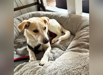 Penny - Kleine Pfoten auf der Suche nach dem ganz großen Glück