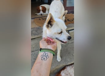 Birbo - egal wie klein, ein Hund bleibt ein Hund
