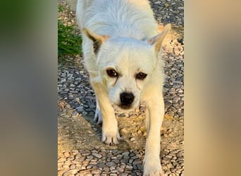 Birbo - egal wie klein, ein Hund bleibt ein Hund