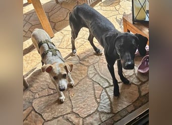 Penny - Kleine Pfoten auf der Suche nach dem ganz großen Glück