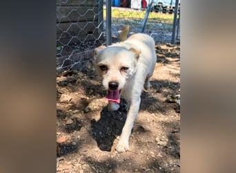 Birbo - egal wie klein, ein Hund bleibt ein Hund