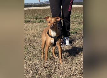 Tokio - Unbeschwertes Hundemädchen sucht ihren Prinzessinnenplatz