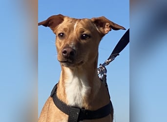 Tokio - Unbeschwertes Hundemädchen sucht ihren Prinzessinnenplatz