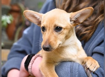 Prospero - was war, darf verblassen - damit Neues ganz langsam wachsen darf