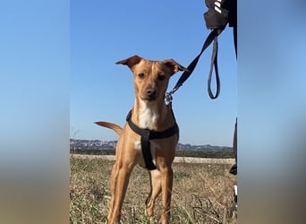 Tokio - Unbeschwertes Hundemädchen sucht ihren Prinzessinnenplatz