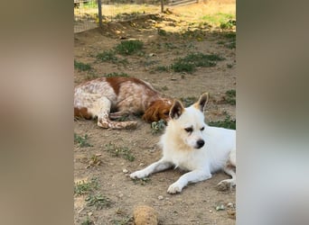 Birbo - egal wie klein, ein Hund bleibt ein Hund