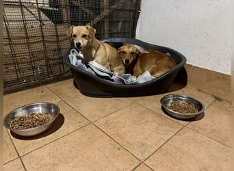 Soraia - unsere kleine Durchhalte-Heldin