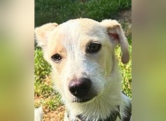 Penny - Kleine Pfoten auf der Suche nach dem ganz großen Glück