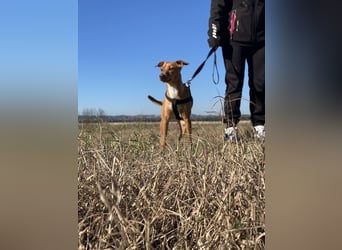 Tokio - Unbeschwertes Hundemädchen sucht ihren Prinzessinnenplatz