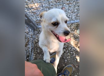 Birbo - egal wie klein, ein Hund bleibt ein Hund