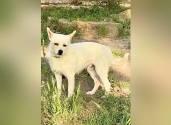 Birbo - egal wie klein, ein Hund bleibt ein Hund