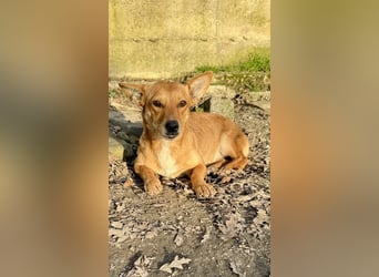 Soraia - unsere kleine Durchhalte-Heldin