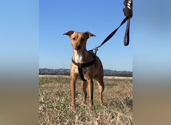 Tokio - Unbeschwertes Hundemädchen sucht ihren Prinzessinnenplatz