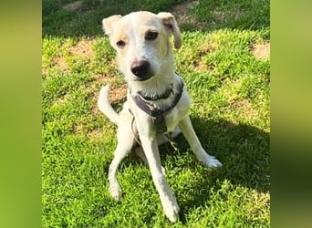 Penny - Kleine Pfoten auf der Suche nach dem ganz großen Glück