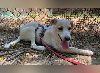 Penny - Kleine Pfoten auf der Suche nach dem ganz großen Glück