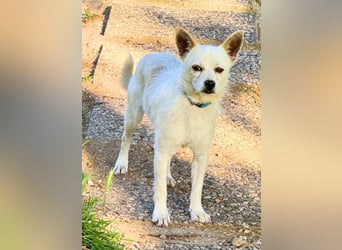 Birbo - egal wie klein, ein Hund bleibt ein Hund