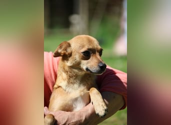 Desire - (Pflegestelle oder Zuhause dringend gesucht) Möchtegern-Fuchs will nach Hause