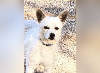 Birbo - egal wie klein, ein Hund bleibt ein Hund