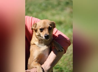 Desire - (Pflegestelle oder Zuhause dringend gesucht) Möchtegern-Fuchs will nach Hause