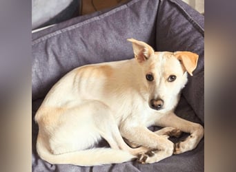 Penny - Kleine Pfoten auf der Suche nach dem ganz großen Glück