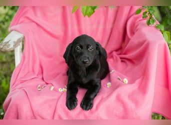 Chip 257531 sucht ein Zuhause