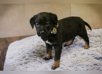 Milo sucht ein Zuhause