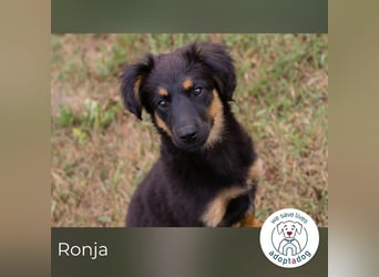 Ronja sucht ein Zuhause