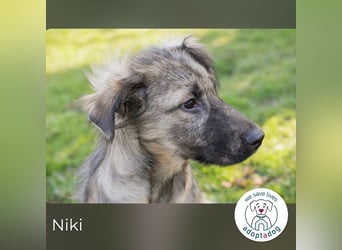 Niki kämpft sich ins Leben