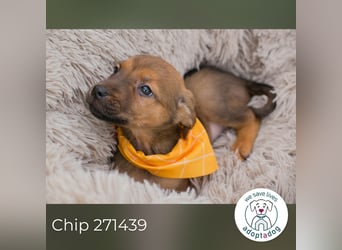 Chip 271439 sucht ein Zuhause
