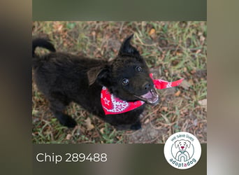 Chip 289488 sucht ein zu Hause