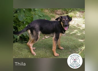 Thila sucht ein Zuhause