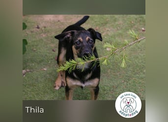 Thila sucht ein Zuhause