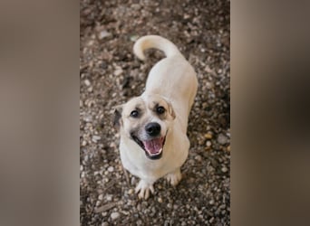 Chip 272077 sucht ein Zuhause