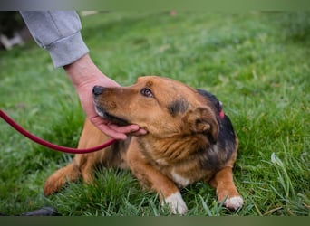 Chip 271673 sucht ein Zuhause